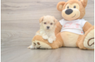 Maltipoo Puppy for Adoption