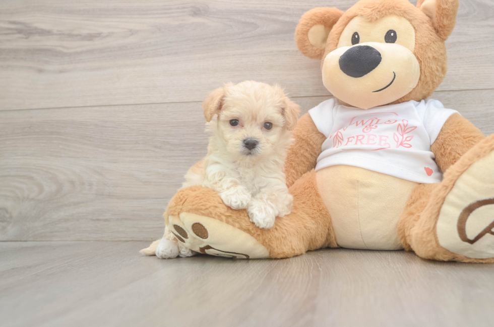 5 week old Maltipoo Puppy For Sale - Premier Pups