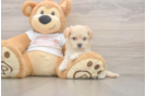Popular Maltipoo Poodle Mix Pup