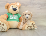 6 week old Maltipoo Puppy For Sale - Premier Pups