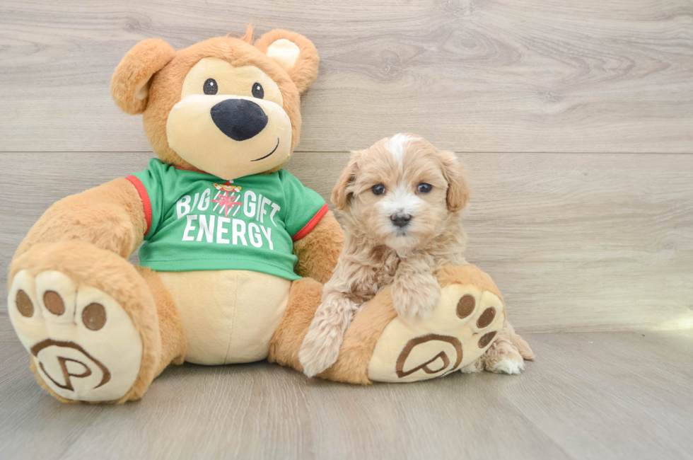 5 week old Maltipoo Puppy For Sale - Premier Pups