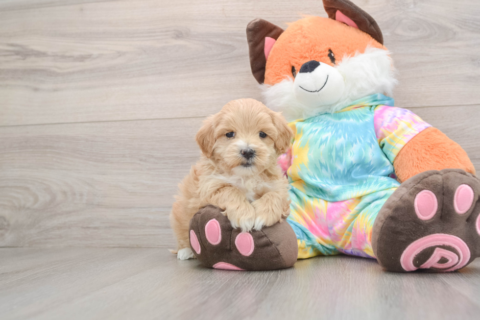 Little Maltidoodle Poodle Mix Puppy