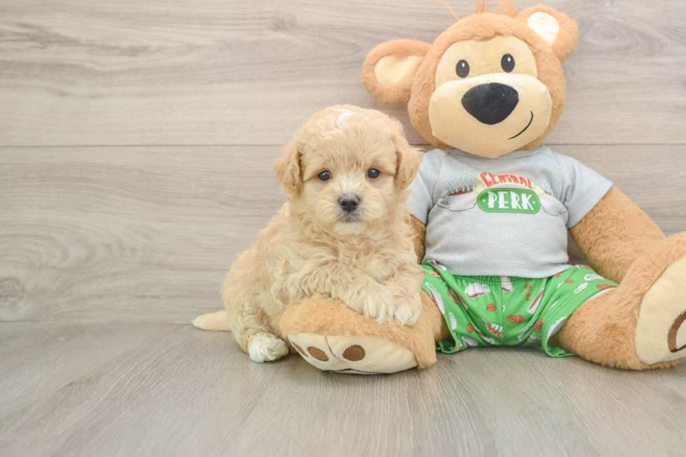 Maltipoo Puppy for Adoption