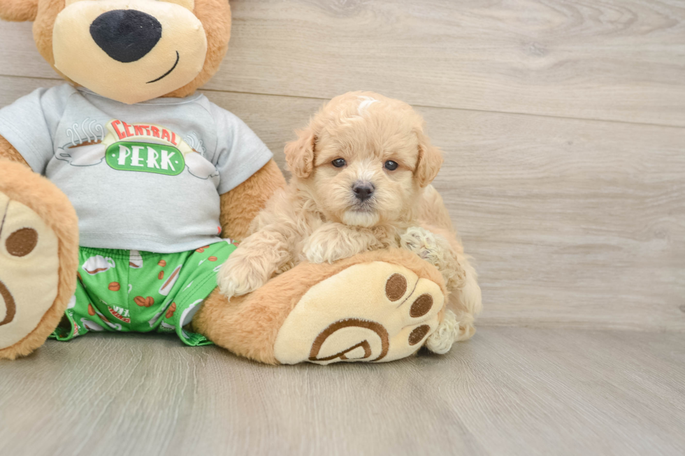 Best Maltipoo Baby