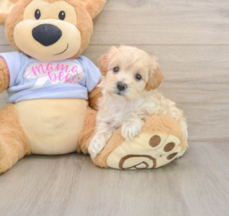 8 week old Maltipoo Puppy For Sale - Premier Pups