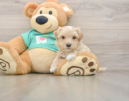 7 week old Maltipoo Puppy For Sale - Premier Pups