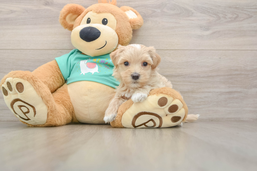 Cute Maltipoo Baby