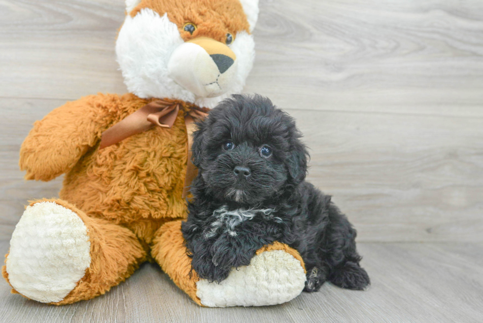 Petite Maltipoo Poodle Mix Pup