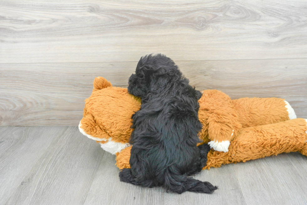 Maltipoo Puppy for Adoption