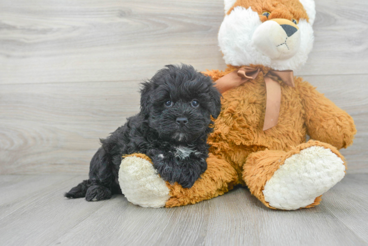 Maltipoo Pup Being Cute