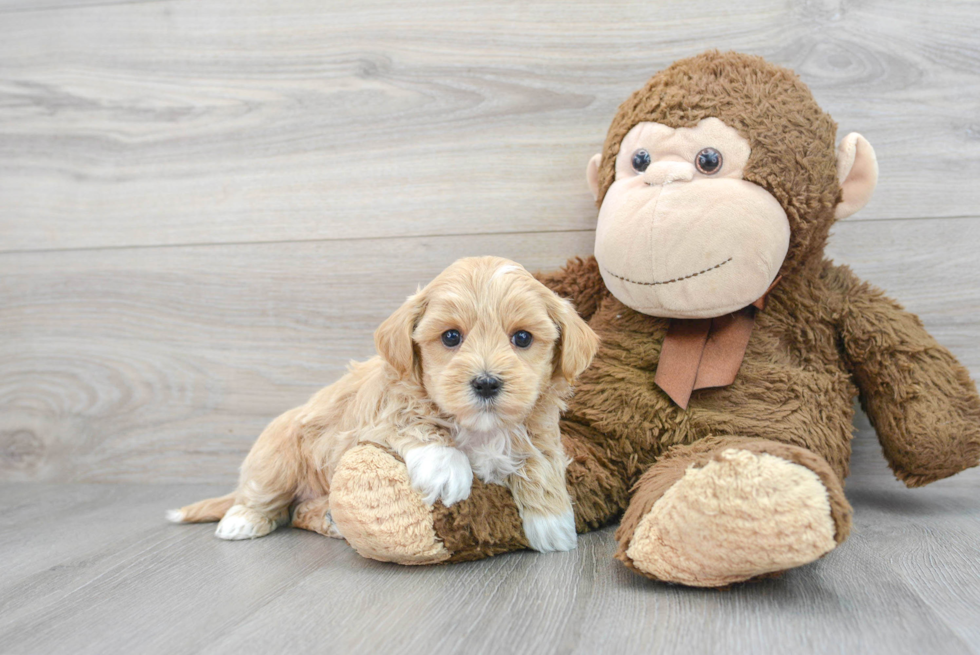 Maltipoo Puppy for Adoption