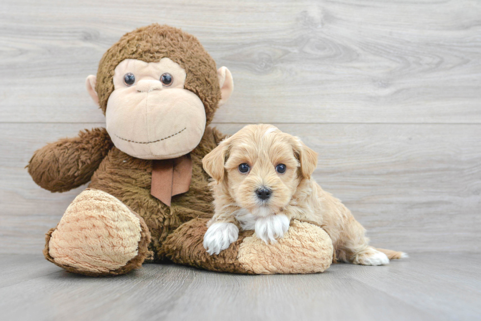 Little Maltese Poodle Poodle Mix Puppy