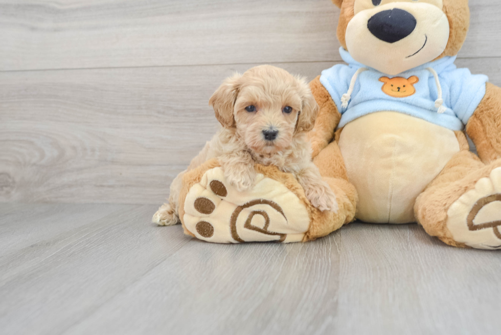 Energetic Maltese Poodle Poodle Mix Puppy