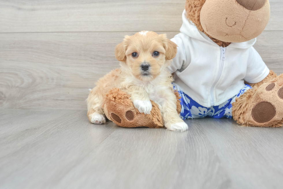 Sweet Maltipoo Baby