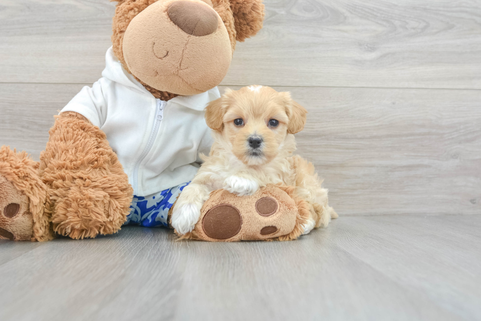 Happy Maltipoo Baby