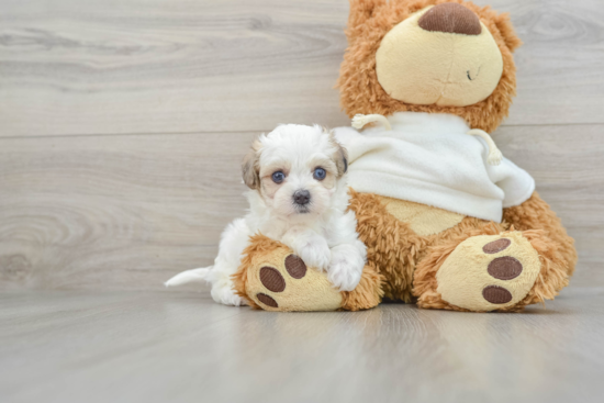 Best Maltipoo Baby