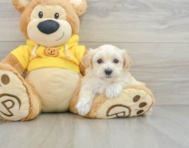 7 week old Maltipoo Puppy For Sale - Premier Pups