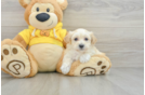 Smart Maltipoo Poodle Mix Pup