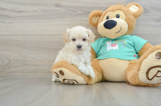 Maltipoo Pup Being Cute