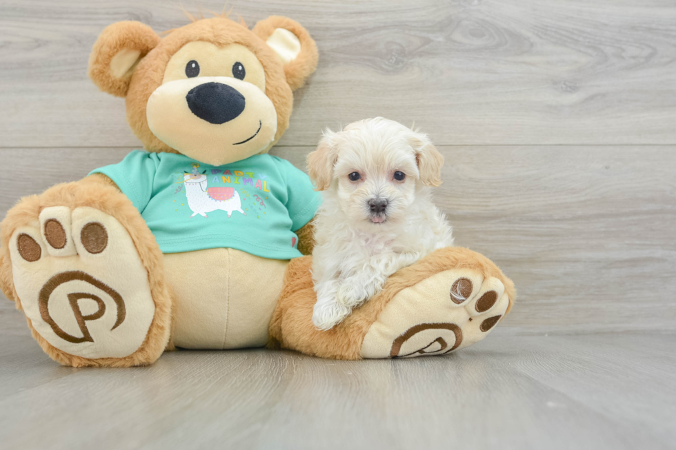 Fluffy Maltipoo Poodle Mix Pup