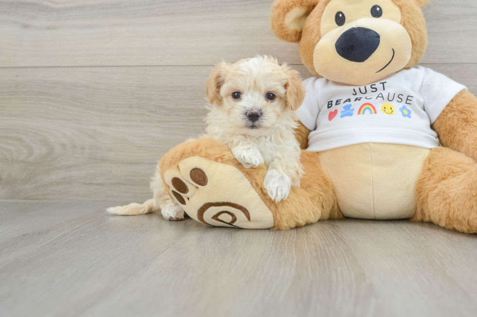 Best Maltipoo Baby