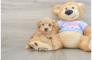 Maltipoo Puppy for Adoption