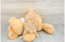 Maltipoo Puppy for Adoption