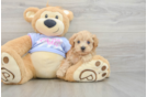 Maltipoo Pup Being Cute