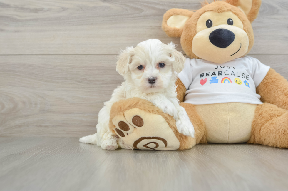 6 week old Maltipoo Puppy For Sale - Premier Pups