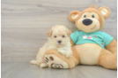 Maltipoo Puppy for Adoption