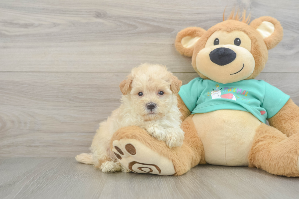 Maltipoo Puppy for Adoption
