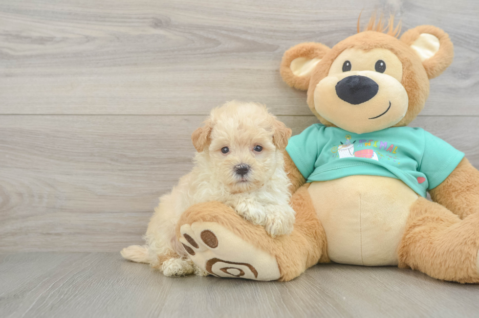 6 week old Maltipoo Puppy For Sale - Premier Pups