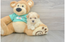 Sweet Maltipoo Baby