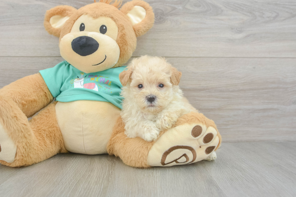 Sweet Maltipoo Baby