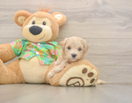 6 week old Maltipoo Puppy For Sale - Premier Pups