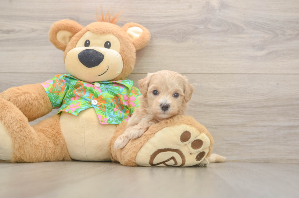 5 week old Maltipoo Puppy For Sale - Premier Pups