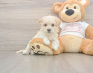 8 week old Maltipoo Puppy For Sale - Premier Pups