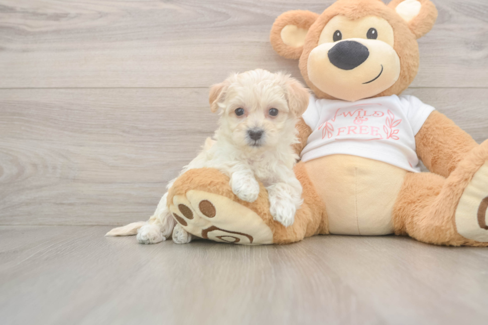 Maltipoo Puppy for Adoption