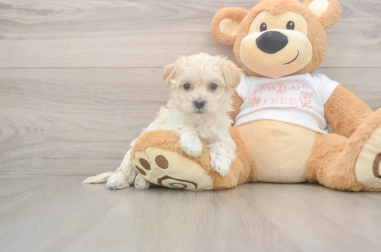 Maltipoo Puppy for Adoption