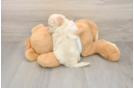 Happy Maltipoo Baby