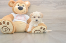 Maltipoo Puppy for Adoption