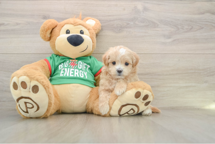 Maltipoo Pup Being Cute