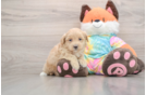 Best Maltipoo Baby