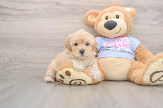 Maltipoo Pup Being Cute