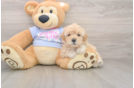 Best Maltipoo Baby