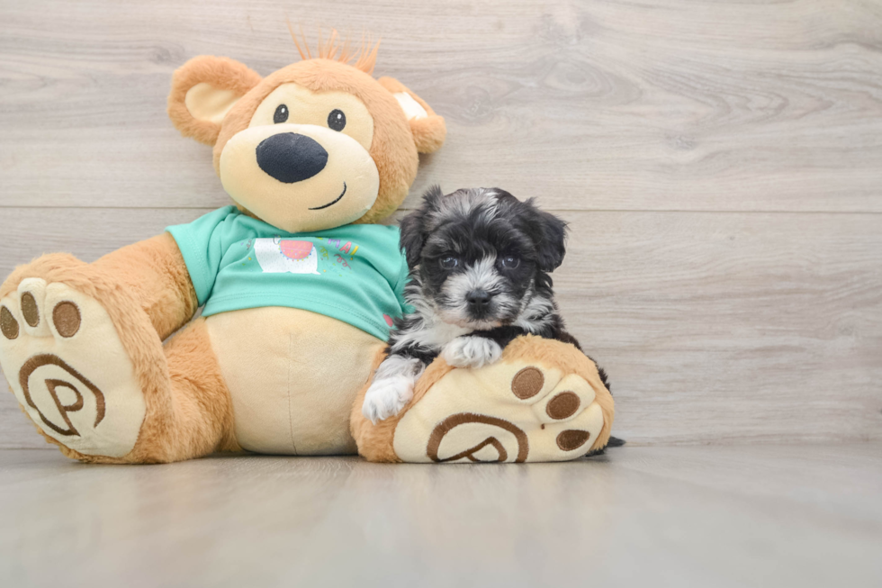 Cute Maltipoo Baby