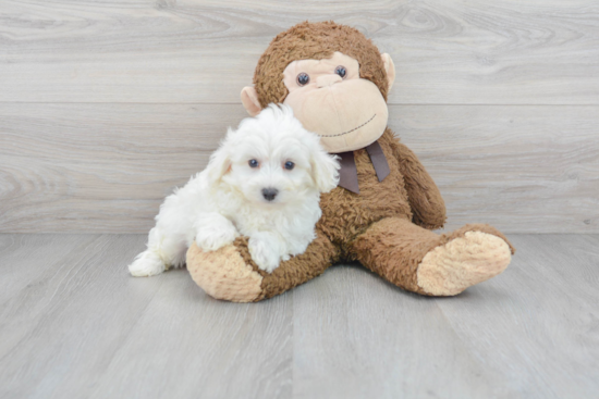 Energetic Maltepoo Poodle Mix Puppy