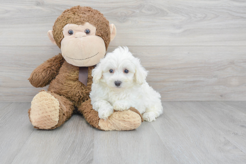 Small Maltipoo Baby