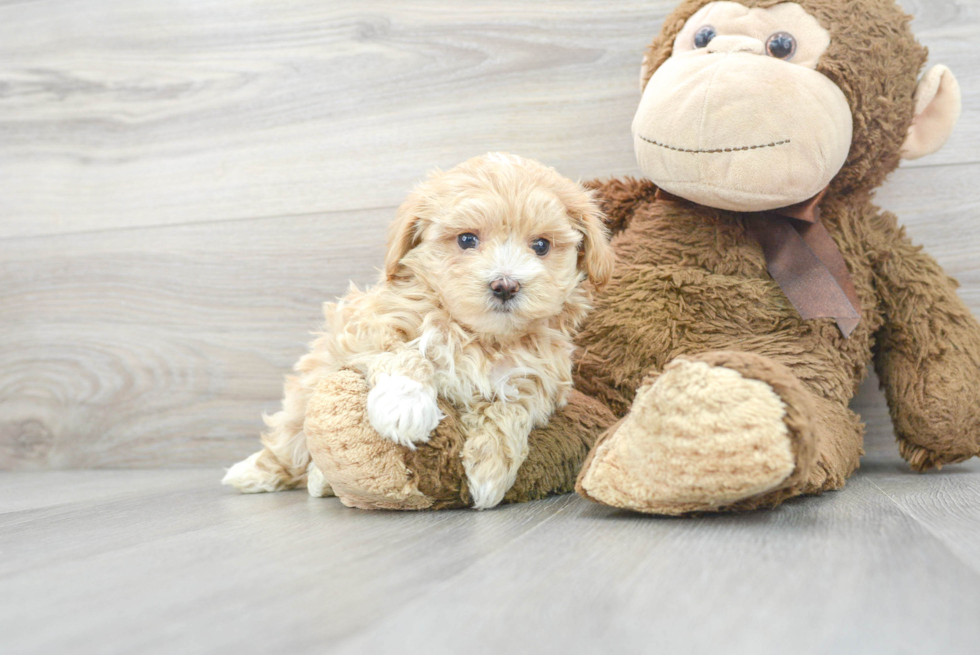 Hypoallergenic Maltese Poodle Poodle Mix Puppy