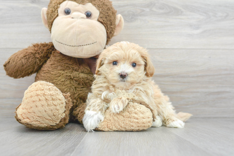 Maltipoo Puppy for Adoption